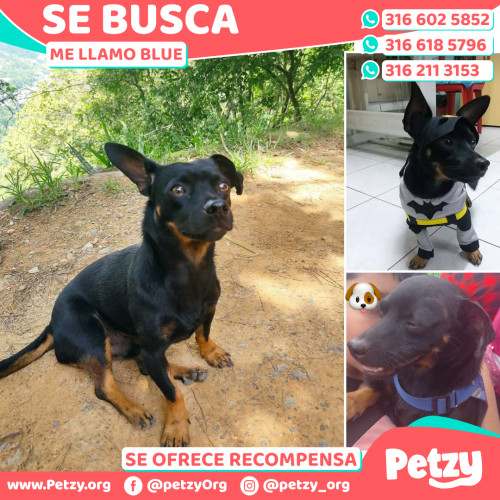 Foto de mascota Blue