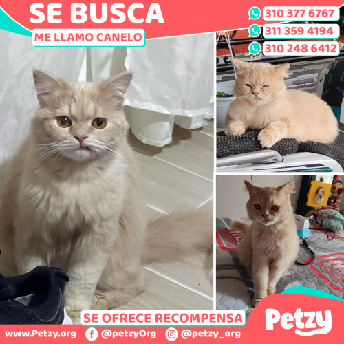 Foto de mascota Canelo