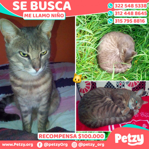 Foto de mascota Niño