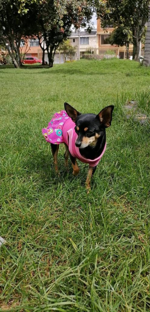 Niña