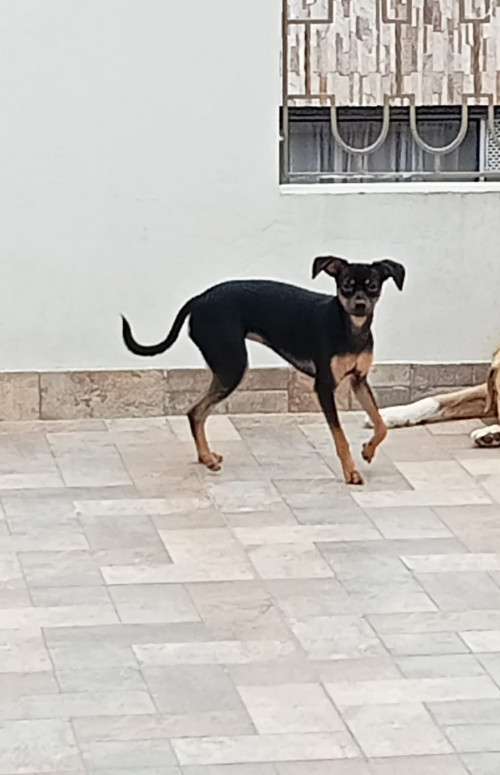Chiqui