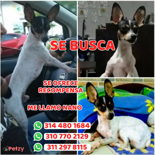 Foto de mascota Nano