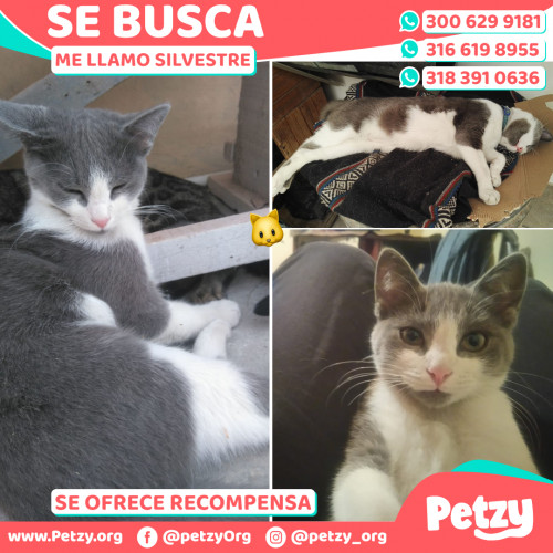 Foto de mascota Silvestre