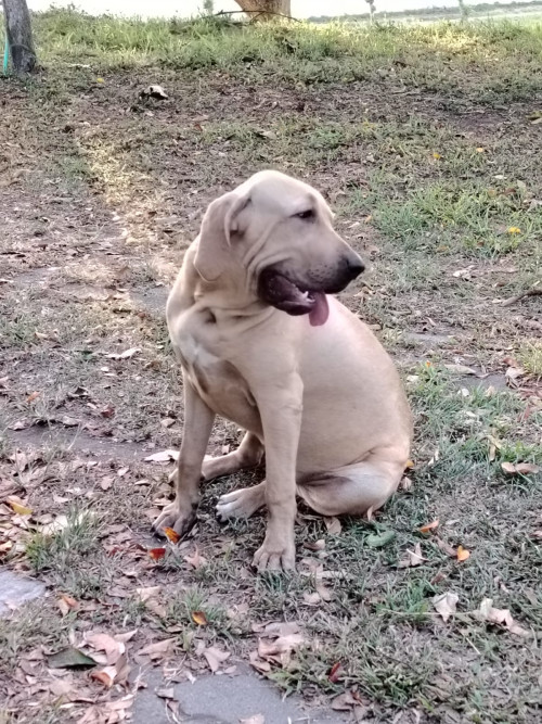 Almendra