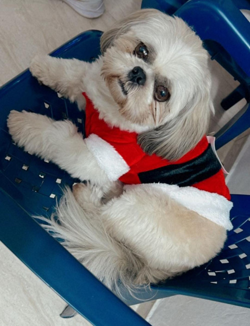 Toby