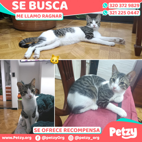 Foto de mascota Ragnar