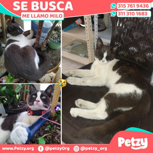 Foto de mascota Milo