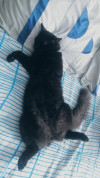 Foto de Anubis en Villavicencio Meta #3