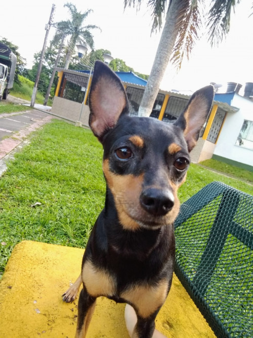 Lupe