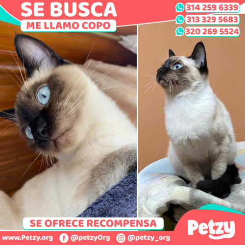 Foto de mascota Copo