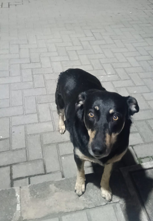 Negra