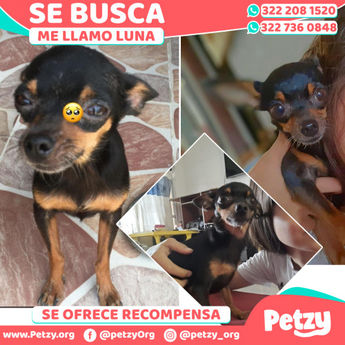 Foto de mascota Luna