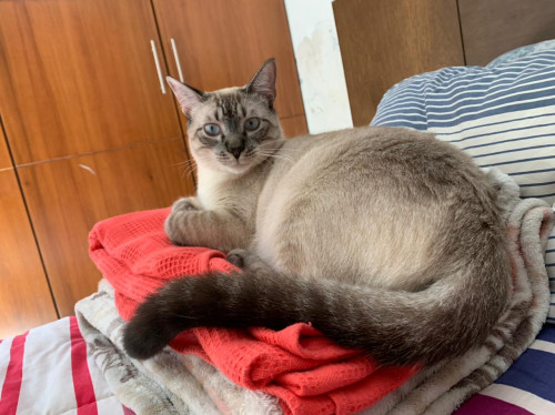 Coco