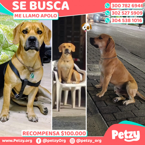 Foto de mascota Apolo