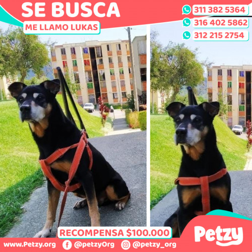 Foto de mascota Lukas