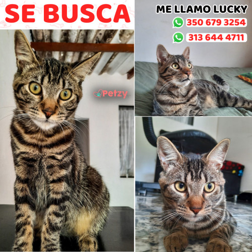 Foto de mascota Lucky