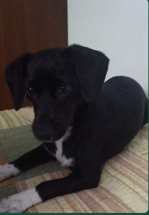 Fresita
