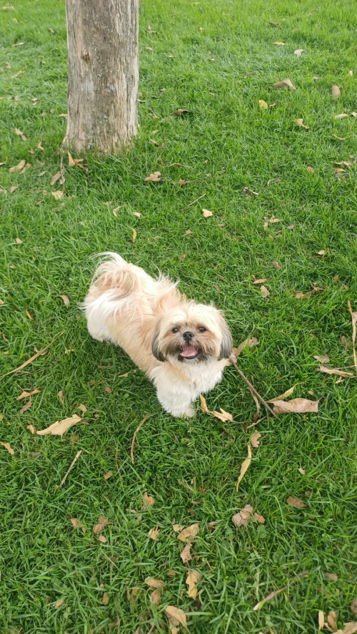 Mia