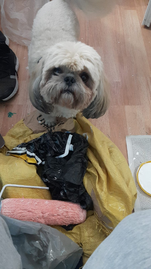 Benji
