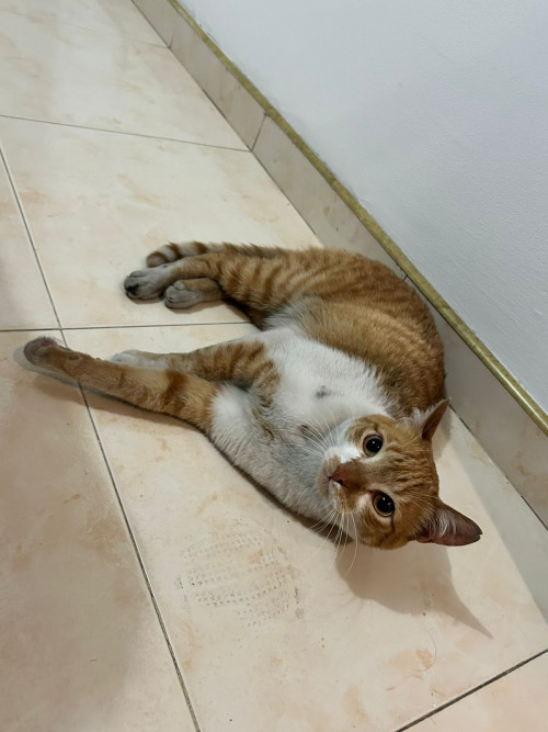 Mango
