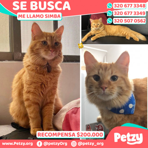 Foto de mascota Simba