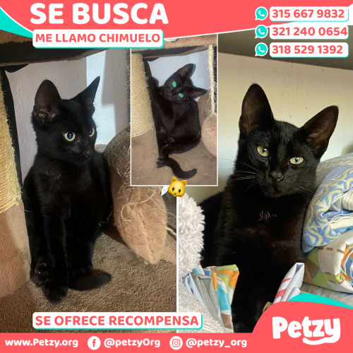 Foto de mascota Chimuelo