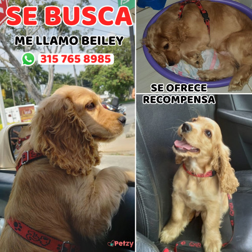 Foto de mascota Beiley