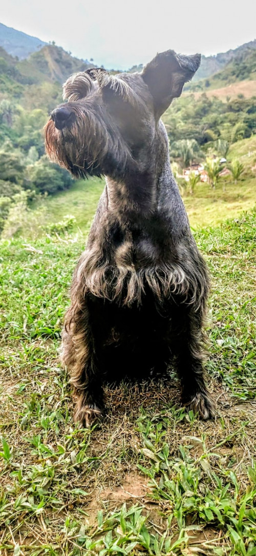 Mailot