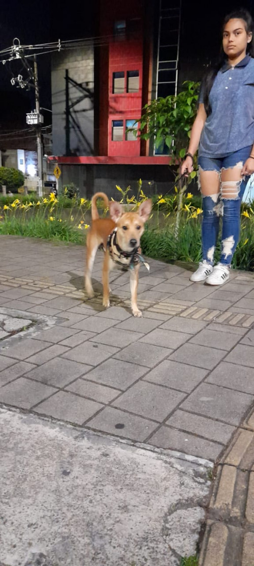 Bruno
