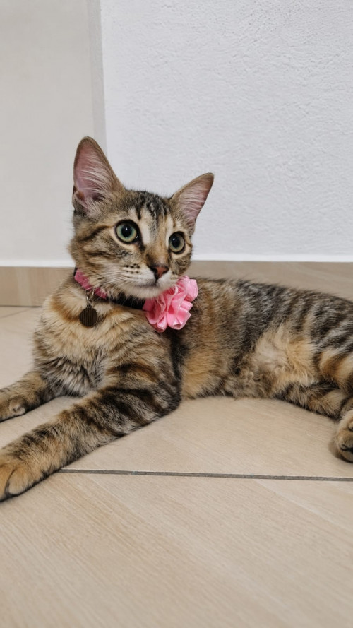 Canela