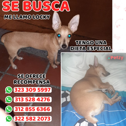 Foto de mascota Locky