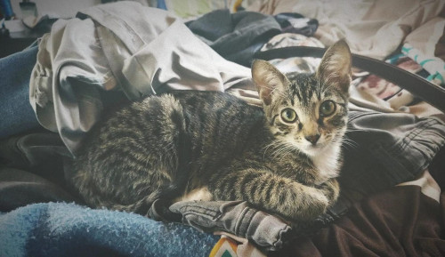 Oliver