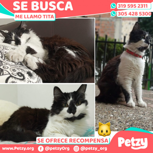 Foto de mascota Tita