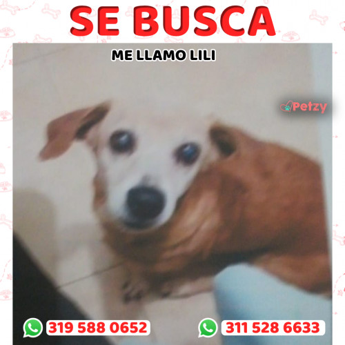 Foto de mascota Lili