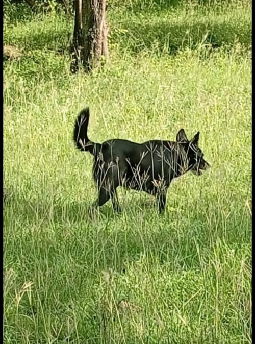 Azabache