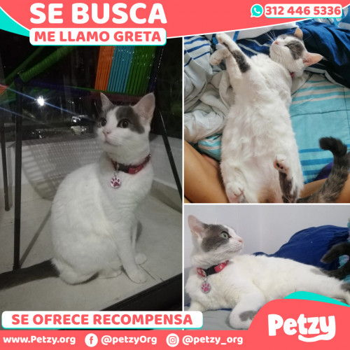 Foto de mascota Greta