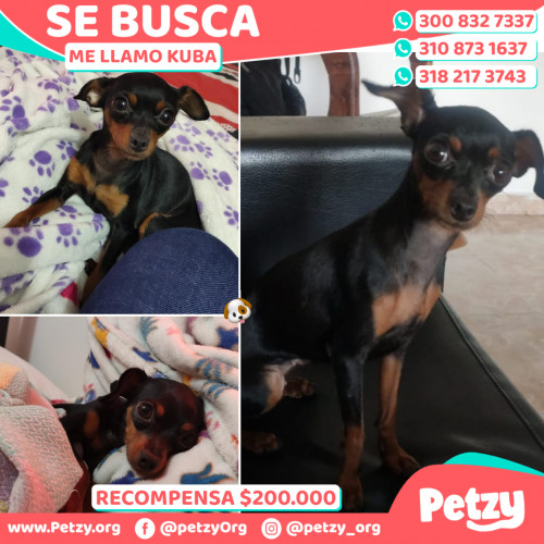 Foto de mascota Kuba