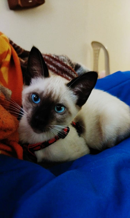 Kitty