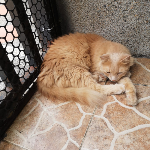 Simón 