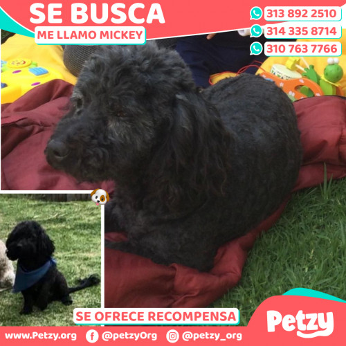 Foto de mascota Mickey