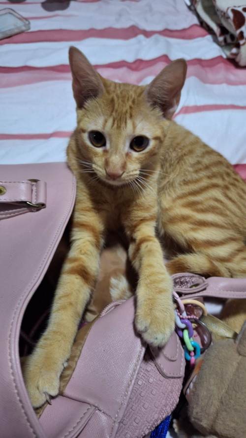 Lilu