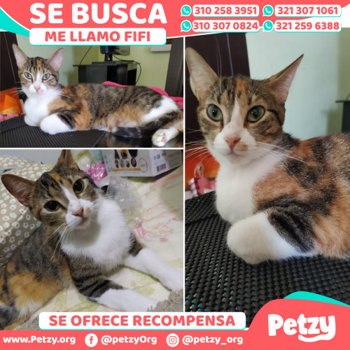 Foto de mascota Fifi