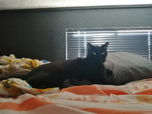 Negrito
