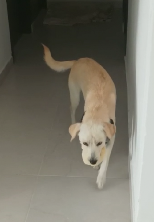 Benji