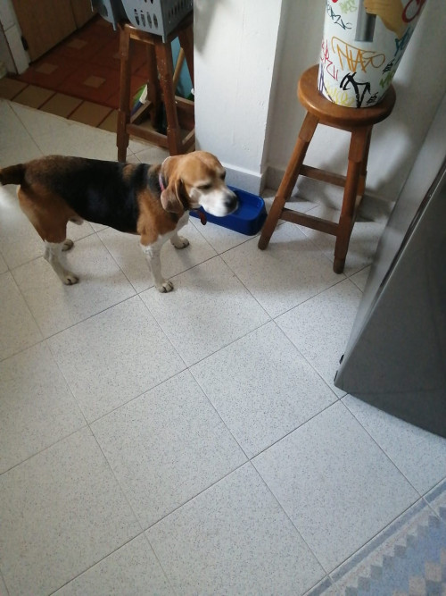 Tato