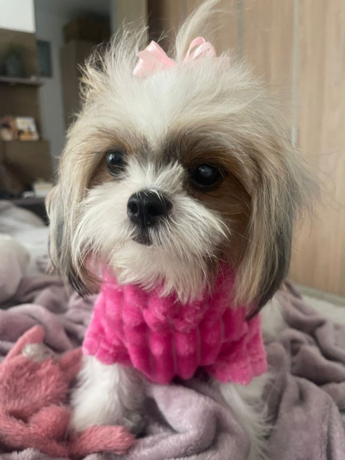 Perla