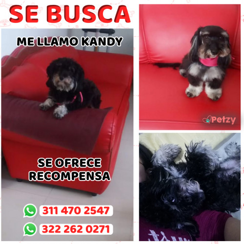 Foto de mascota Kandy