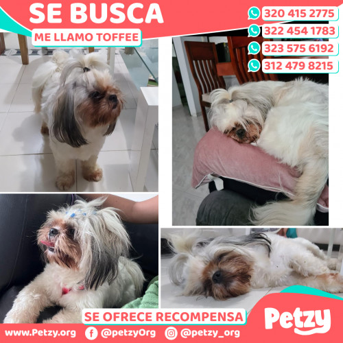 Foto de mascota Toffee