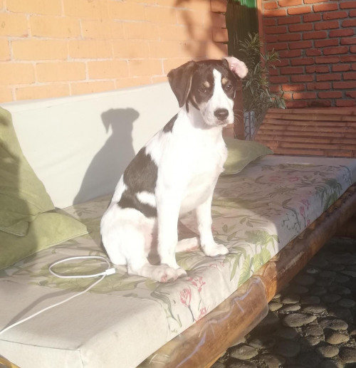 Montuno
