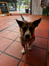 Foto de Loki en El Santuario Antioquia #2